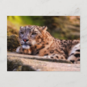 Carte Postale Lounge Leopard