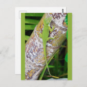 Carte Postale Lounge Lizard Green Gecko (Devant / Derrière)