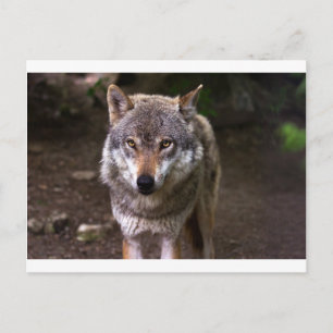 Carte Postale loup