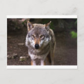 Carte Postale loup (Devant)