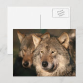 Carte Postale loup (Devant / Derrière)