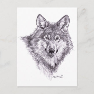 Carte Postale loup