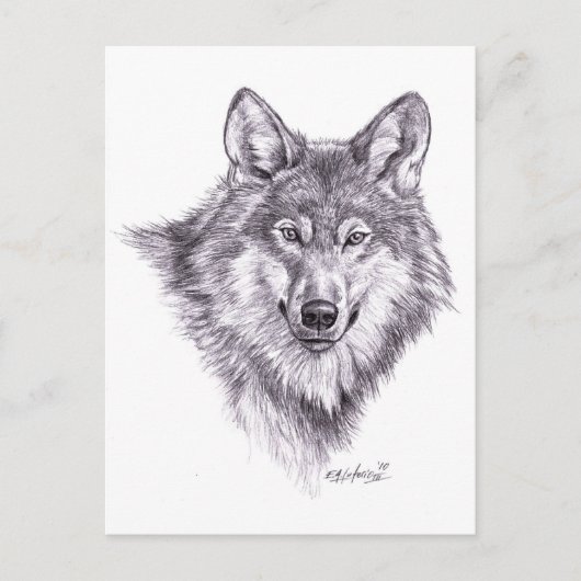 Carte Postale loup (Devant)