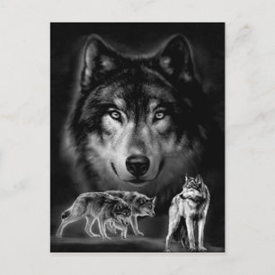 Carte Postale loup
