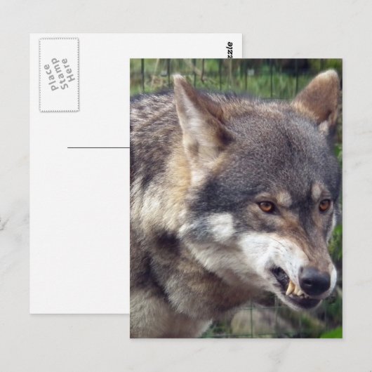 Carte Postale Loup (Devant / Derrière)