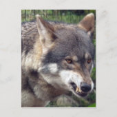 Carte Postale Loup (Devant)