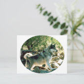 Carte Postale Loup (Debout devant)