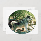 Carte Postale Loup (Devant / Derrière)