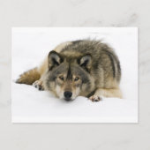 Carte Postale Loup (Devant)