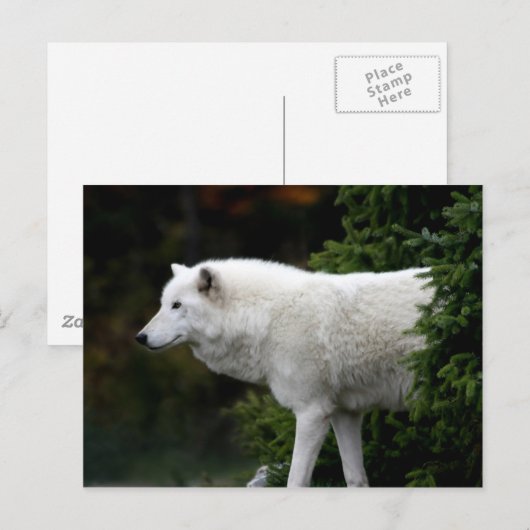 Carte Postale Loup (Devant / Derrière)