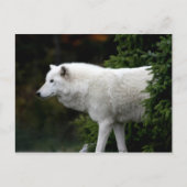 Carte Postale Loup (Devant)