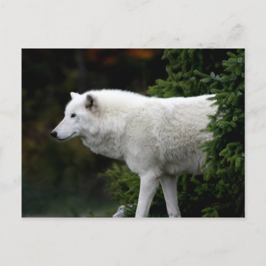 Carte Postale Loup (Devant)