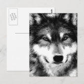 Carte Postale Loup (Devant / Derrière)