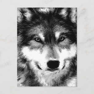 Carte Postale Loup