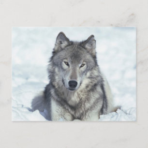 Carte Postale Loup