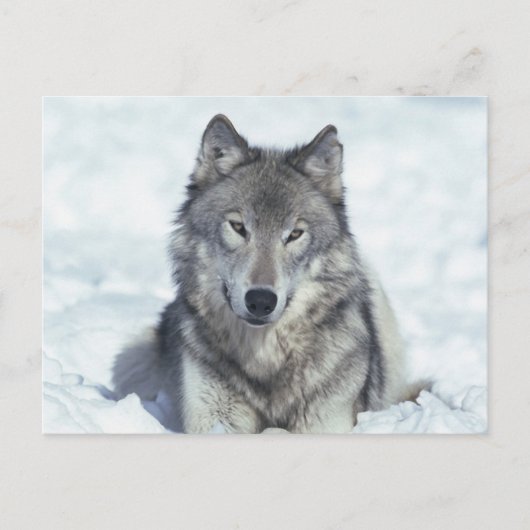 Carte Postale Loup (Devant)
