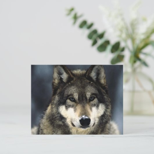 Carte Postale Loup (Debout devant)