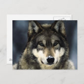 Carte Postale Loup (Devant / Derrière)