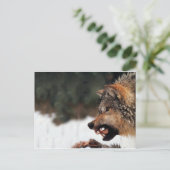 Carte Postale Loup (Debout devant)