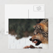 Carte Postale Loup (Devant / Derrière)
