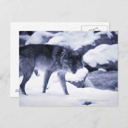 Carte Postale Loup (Devant / Derrière)