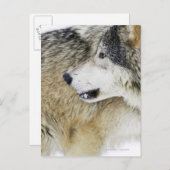 Carte Postale Loup (Devant / Derrière)