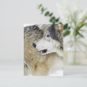 Carte Postale Loup (Debout devant)