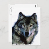 Carte Postale Loup (Devant / Derrière)