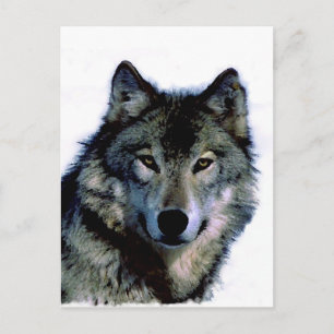 Carte Postale Loup