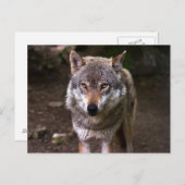 Carte Postale Loup (Devant / Derrière)