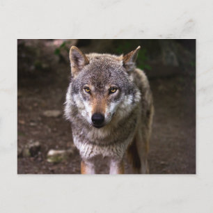 Carte Postale Loup