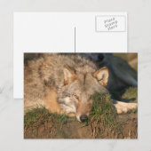 Carte Postale loup (Devant / Derrière)