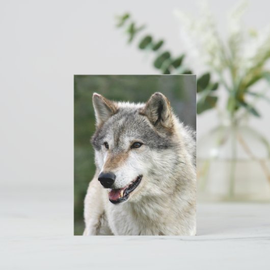 Carte Postale Loup (Debout devant)
