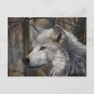 Carte Postale Loup
