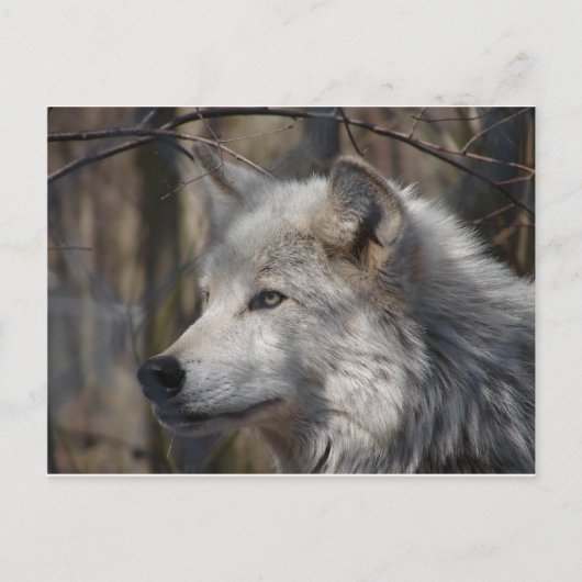 Carte Postale Loup (Devant)