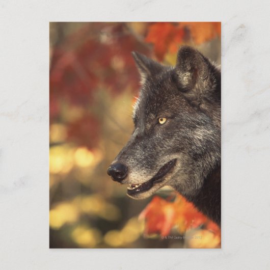 Carte Postale Loup 2 (Devant)