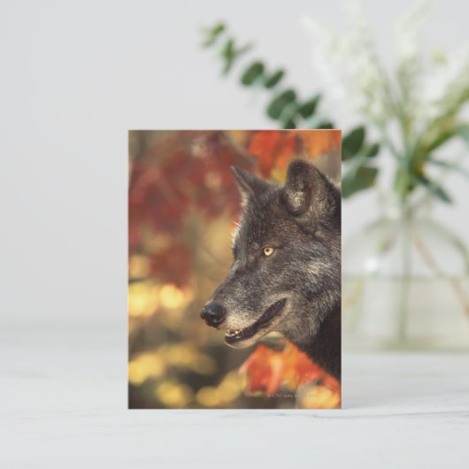 Carte Postale Loup 2 (Debout devant)