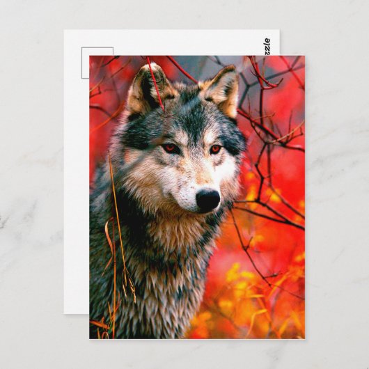 Carte Postale Loup à travers les feuilles dans une forêt (Devant / Derrière)