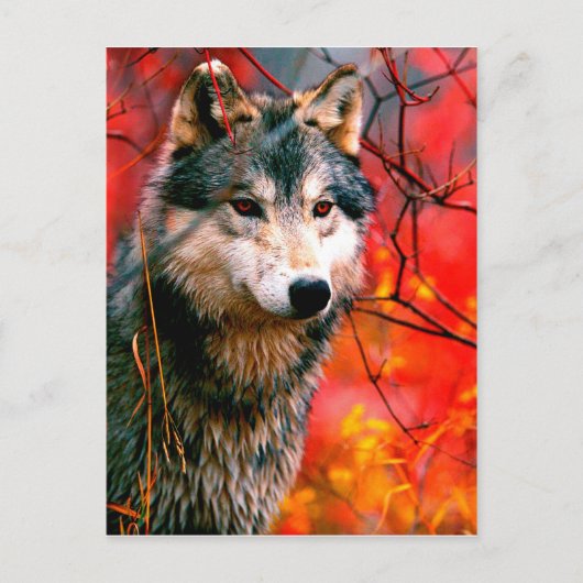 Carte Postale Loup à travers les feuilles dans une forêt (Devant)