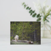 Carte Postale Loup à Yellowstone (Debout devant)