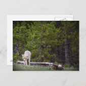 Carte Postale Loup à Yellowstone (Devant / Derrière)