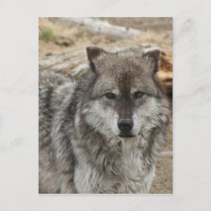 Carte Postale loup animal visage yeux canin forêt zoo parc