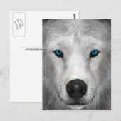 Carte Postale Loup Arctique (Devant / Derrière)