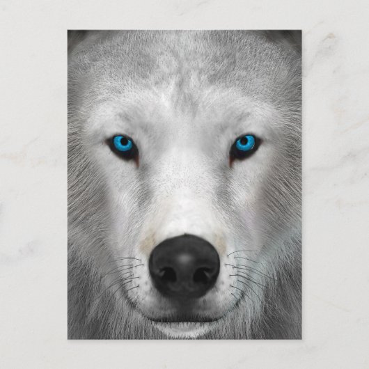 Carte Postale Loup Arctique (Devant)