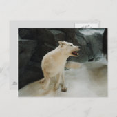 Carte Postale Loup blanc (Devant / Derrière)