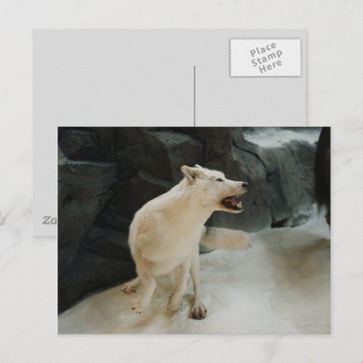 Carte Postale Loup blanc (Devant / Derrière)