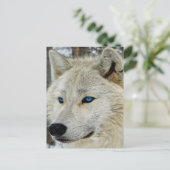 Carte postale Loup Blanc Oeil Bleu (Debout devant)