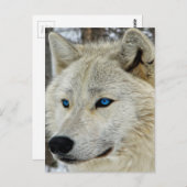 Carte postale Loup Blanc Oeil Bleu (Devant / Derrière)