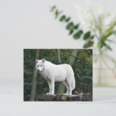 Carte Postale Loup blanc sauvage (Debout devant)