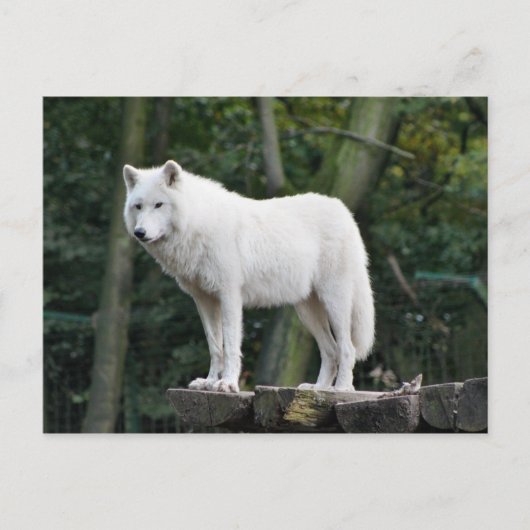 Carte Postale Loup blanc sauvage (Devant)